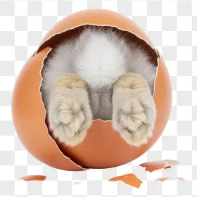 Fluffy Rabbit Feet in Cracked Brown Eggshell